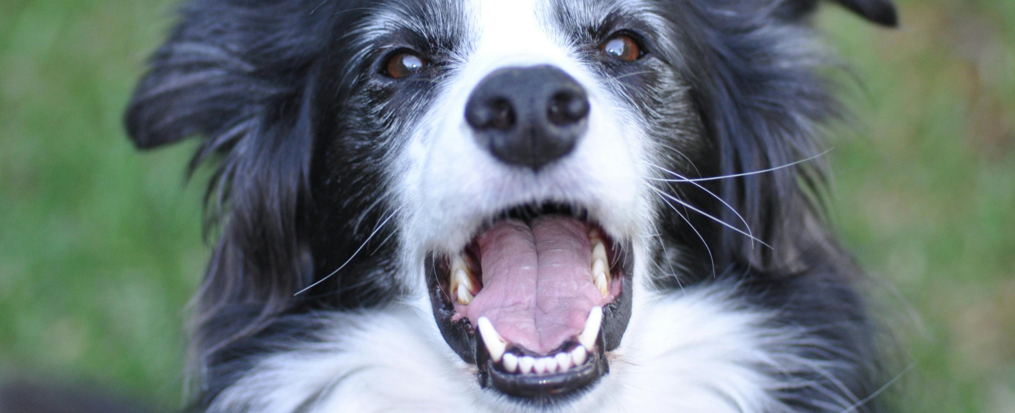 Dog with a happy expression outdoors on a grassy background